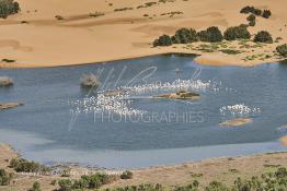 Image du Maroc Professionnelle de  Vue aérienne de la partie stagnante de la Sakia Al Hamra au environ de Laayoune où des oiseaux migrateurs comme les flamants roses trouvent refuge et repos durant leur voyage selon la saison, le 9 Avril 2010. (Photo / Abdeljalil Bounhar)


 